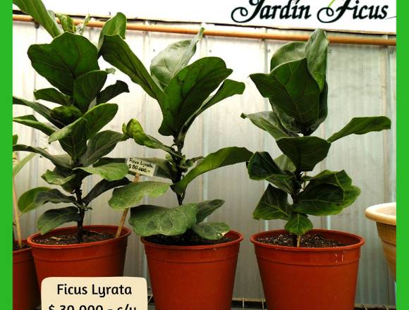 Ficus Lyrata en Jardín Ficus Quilpué