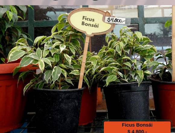 Ficus Bonsai - Jardín Ficus Quilpué