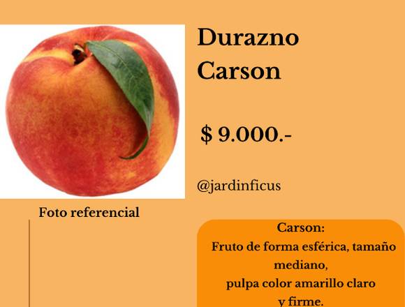 Durazno Carson-Árbol Frutal,  Jardín Ficus Quilpué