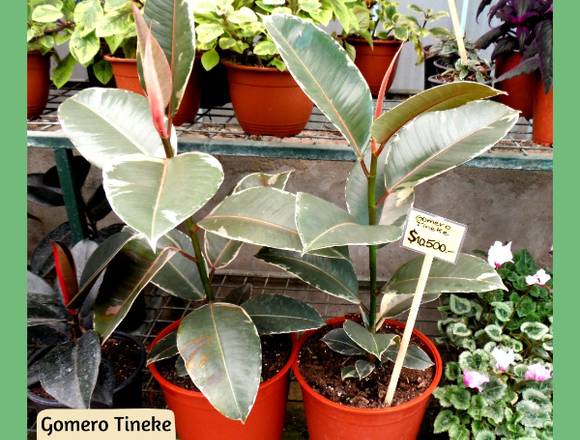 Gomero Tineke  en Jardín Ficus Quilpué