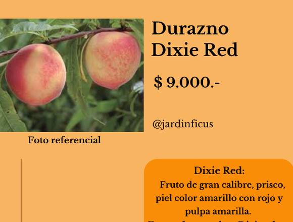 Imperdibles Árboles Durazno Dixie Red Jardín Ficus