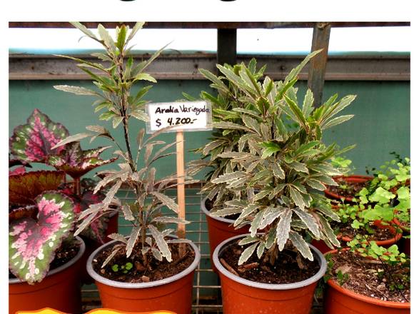 Aralia Variegada en Jardín Ficus Quilpué