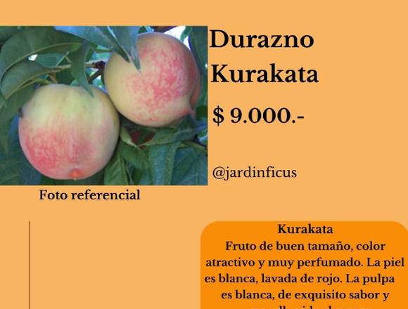 Árboles Frutales de Durazno Kurakata - 