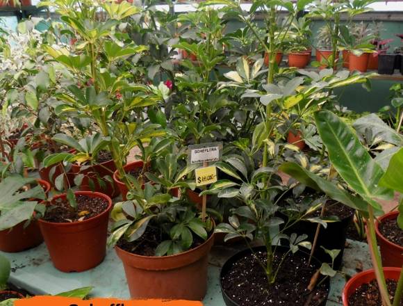 Hermosas Scheffleras en Jardín Ficus Quilpué.