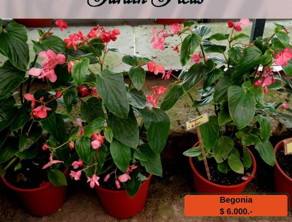 Begonias - Jardín Ficus Quilpué