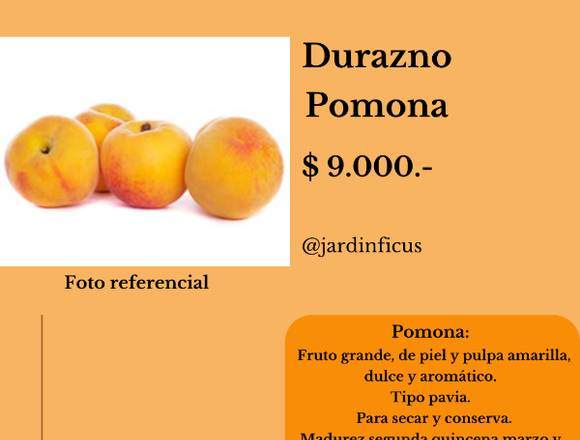 Durazno Pomona - Árbol Frutal