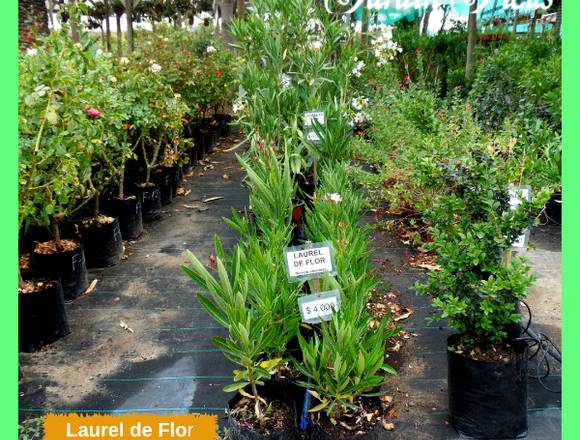 LAUREL DE FLOR en Jardín Fcus Quilpué