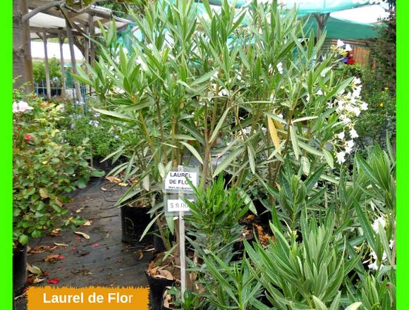 Hermoso LAUREL DE FLOR - Jardin Ficus Quilpué