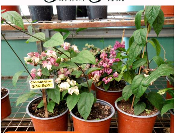 CLERODENDROS LES ESPERAN EN JARDIN FICUS 