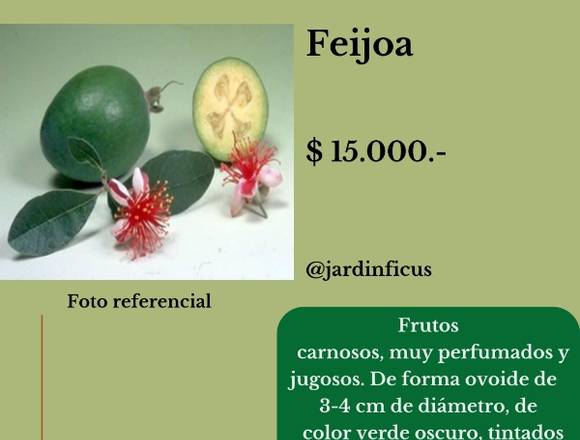 Feijoa - Árbol Frutal en Jardín Ficus