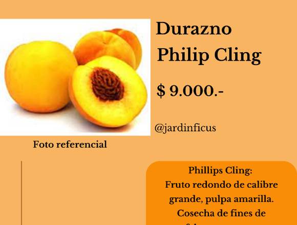 Árbol Frutal - Durazno Philip Cling