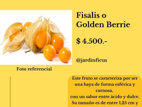 Fisalis o Golden Berrie- Árbol Frutal
