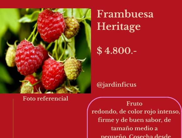 Frambuesa Heritage - Árbol Frutal