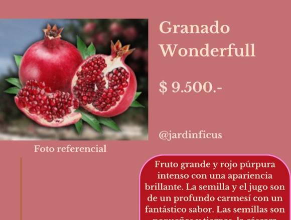 Granado Wonderfull  - Árbol Frutal