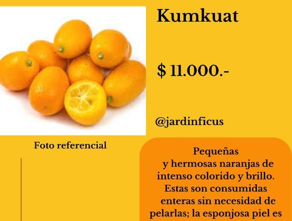 Kumkuat: - Jardín Ficus Quilpué