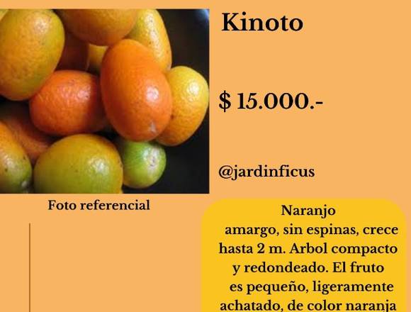 Kinoto - Jardín Ficus Quilpué