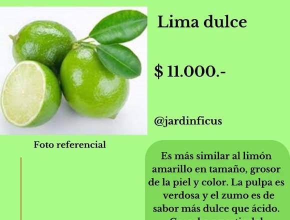 Lima Dulce - Jardín Ficus Quilpué