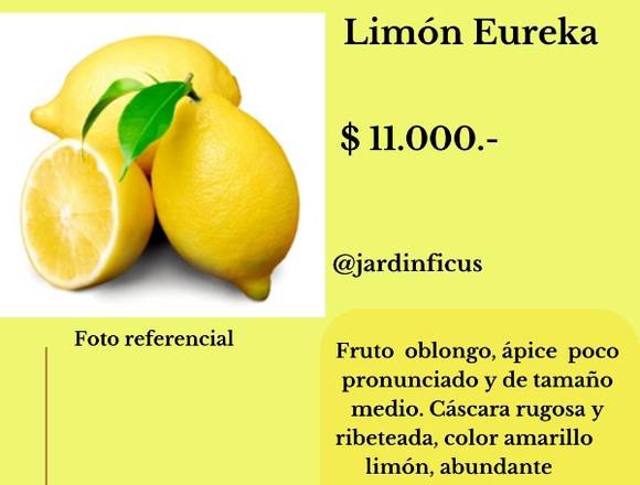 Limón Eureka - Jardín Ficus