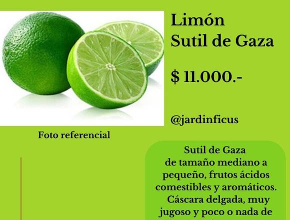 Limón Sutil de Gaza - Jardín Ficus Quilpué