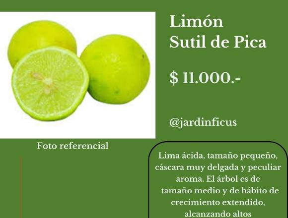Limon Sutil de Pica - Jardín Ficus Quilpué
