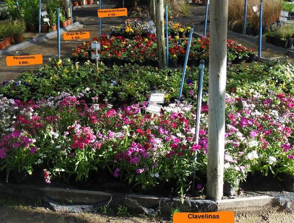 Clavelinas-Flores de Temporada en Jardín Ficus 