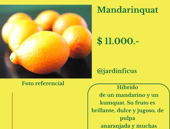 Mandarinquat - Jardín Ficus Quilpué