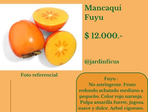 Mancaqui Fuyu . Jardín Ficus Quilpué