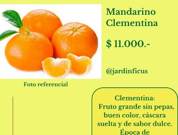 Mandarino clementina  - Jardín Ficus Quilpué