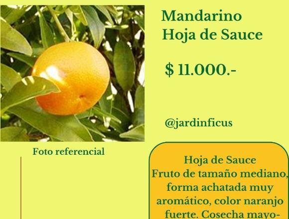  Mandarino Hoja de Sauce 