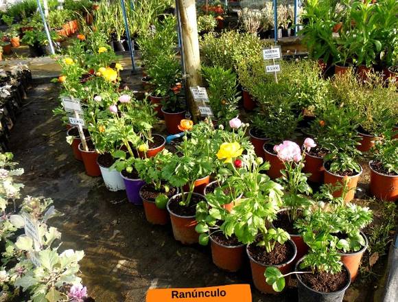 Ranúnculo-Flores de Temporada en Jardín Ficus