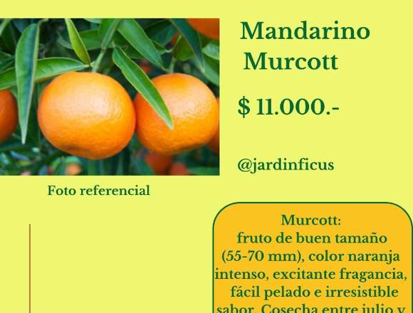 Mandarino Murcott - Árbol Frutal en Jardín Ficus