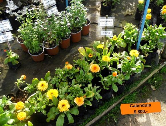 Caléndula-Flores de Temporada en Jardín Ficus 