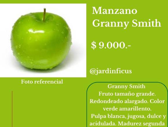 Manzano Granny Smith - Árbol Fruta en Jardín Ficus