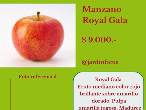 Manzano Royal Gala-Árbol Frutal en Jardín Ficus