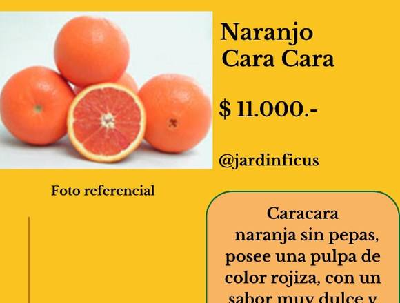 Naranjo Cara Cara - Árboles Frutales Jardin Ficus