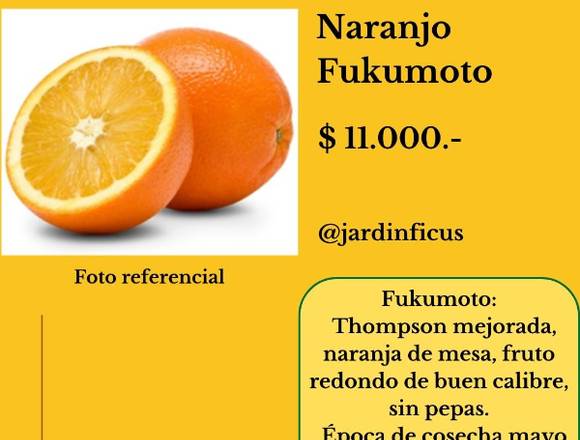 Naranjo Fukumoto - Árboles Frutales Jardín Ficus