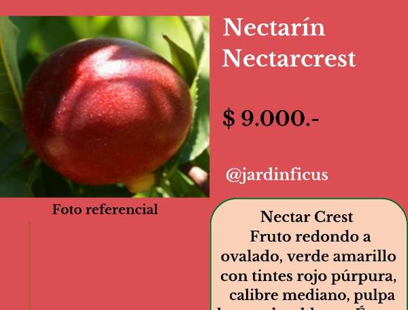 Nectarin Nectarcrest