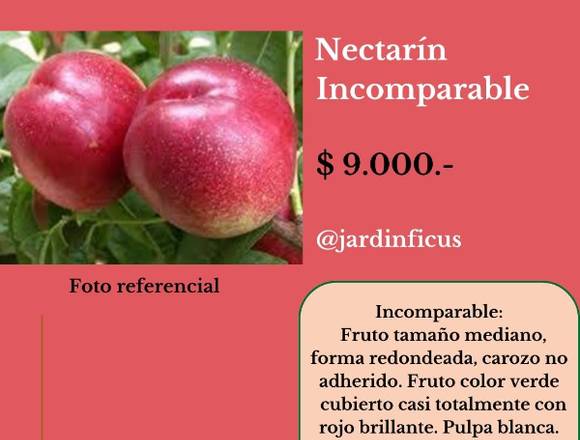 Nectarín Incomparable-ÄrbolesFrulales Jardín Ficus