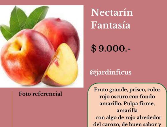 Nectarín Fantasía-Arboles Frutales-Jardín Ficus