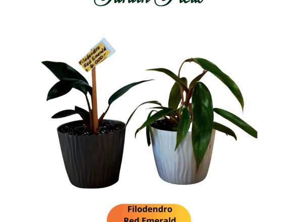 Filodendro Red, Singonio ,  Calathea , Monstera  