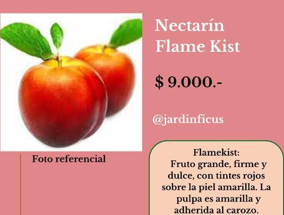 Nectarín Flame Kist-Árbol Frutal en Jardín Ficus