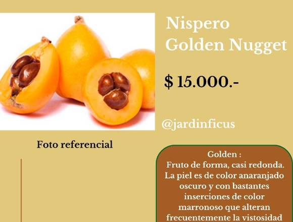 Nispero Golden Nugget-Ärbol Frutal en Jardín Ficus