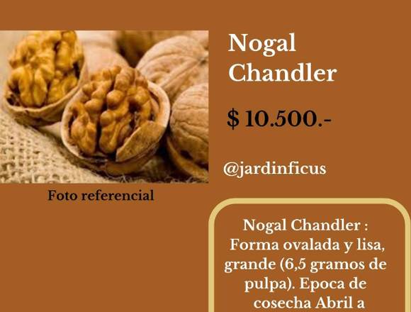 Nogal Chandler-Árboles Frutales, Jardín Ficus