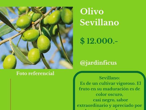 Olivo Sevillano-Árbol Frutal en Jardín Ficus 