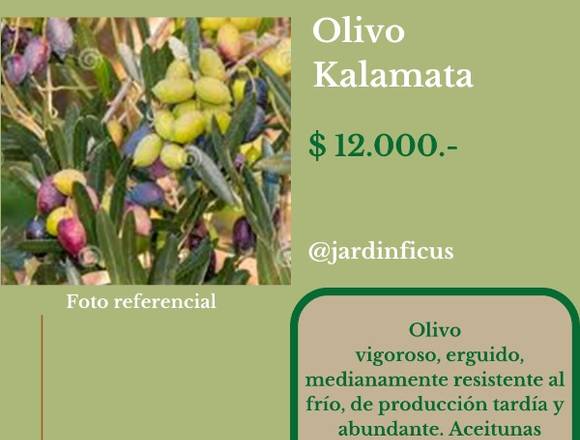 Olivo Kalamata-Árbol Frutal en Jardín Ficus 
