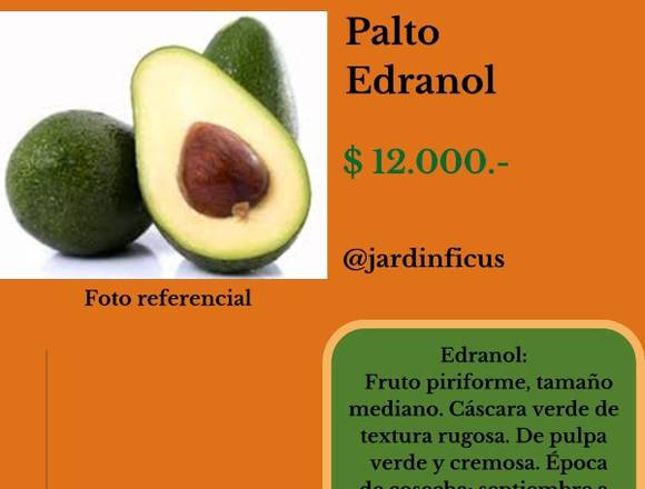 Palto Edranol-Árbol Frutal en Jardín Ficus Quilpué