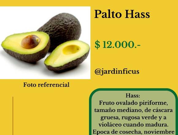 Palto Hass-Árbol Frutal en Jardín Ficus Quilpué