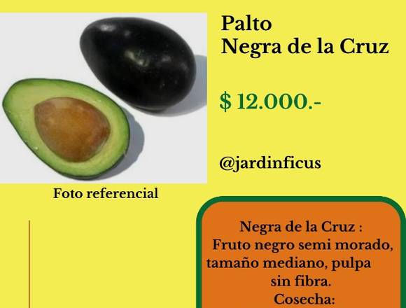 Palto Negra de la Cruz-Árbol Frutal Jardín Ficus 