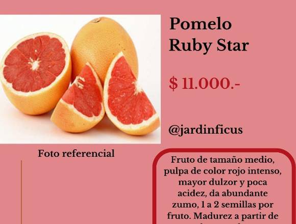 Pomelo Ruby Star-Árbol Frutal en Jardín Ficus 