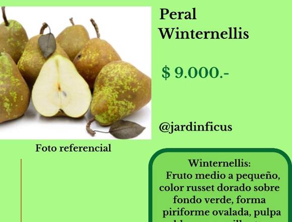 Peral Winternellis-Árbol Frutal en Jardín Ficus